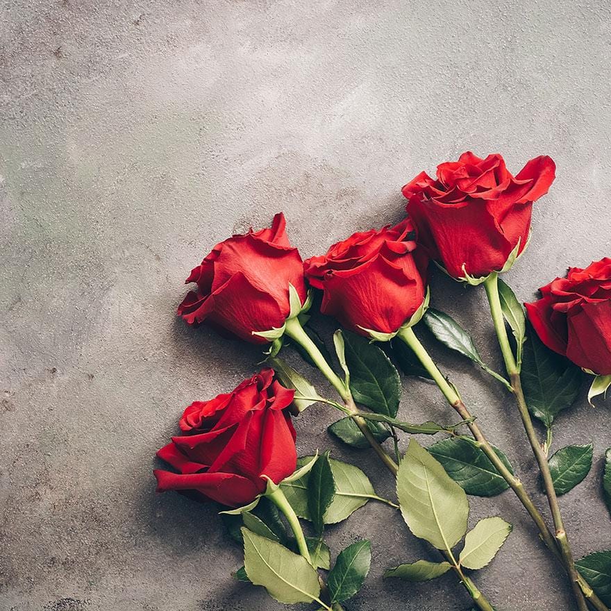 Red Longstem roses on grey background