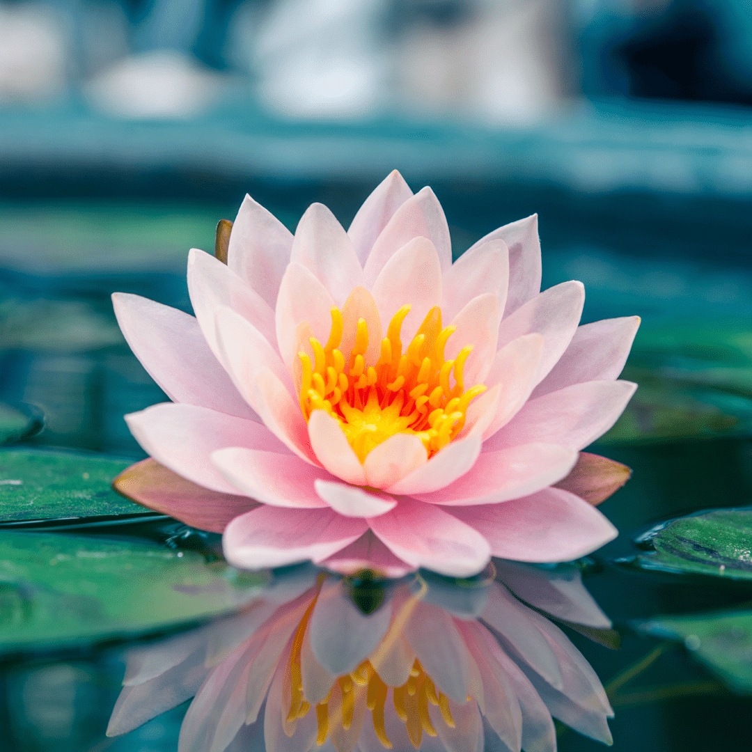 Kakadu Waterlily resting on top of leave in a lake