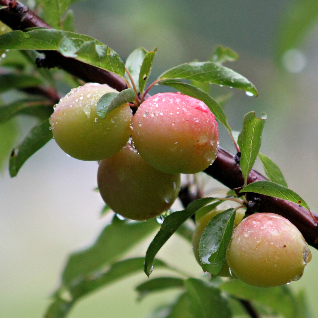 Fragrance oil - Kakadu Plum