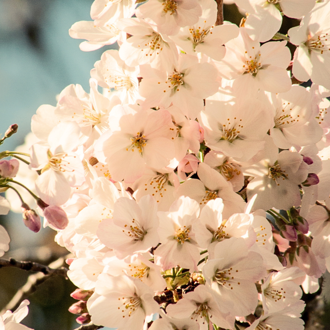 Fragrance Oil - Mojave Bloom