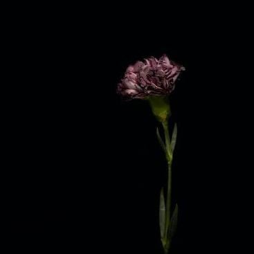 Single stemmed purple flower with black background