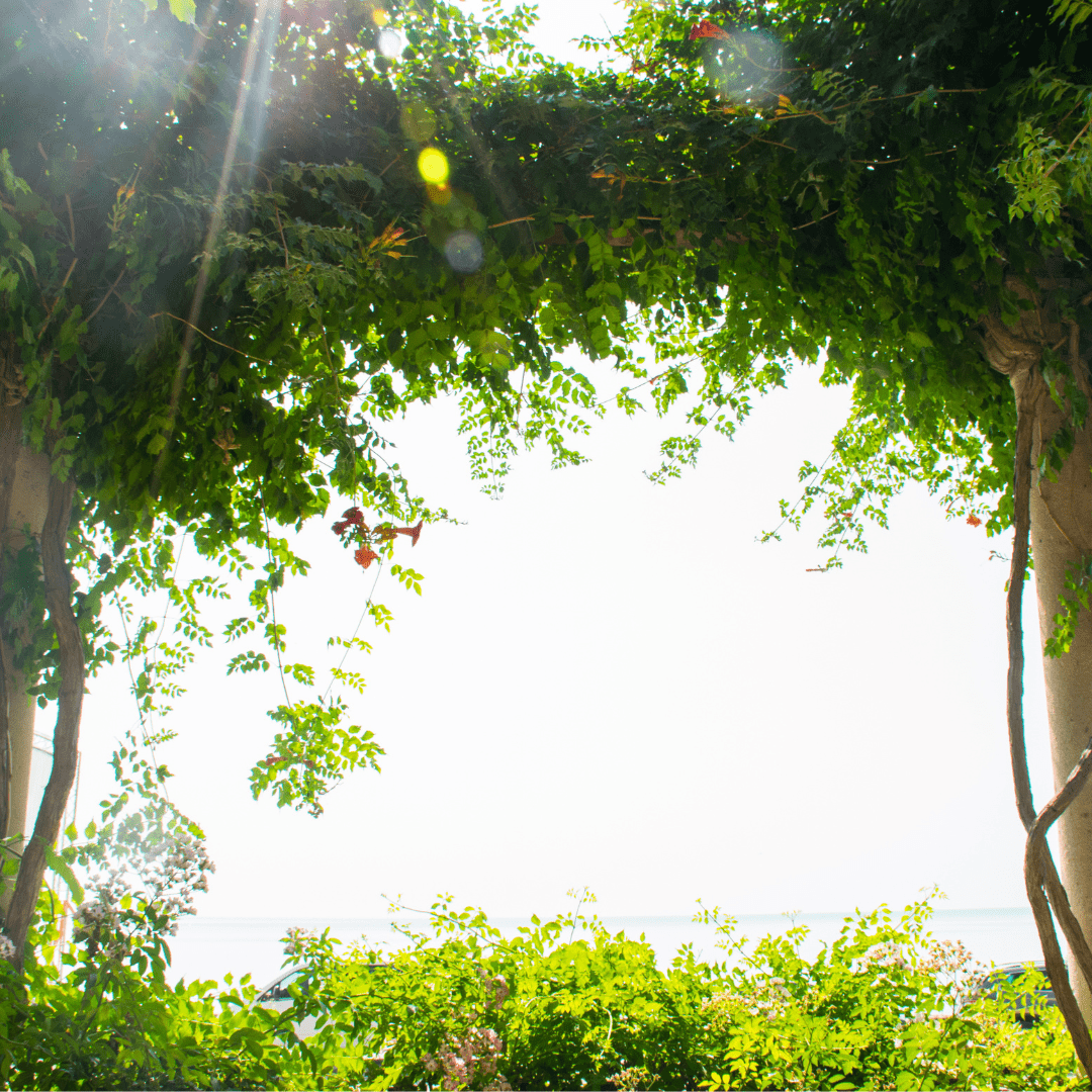 Leafy, green trees with sunlight shining through
