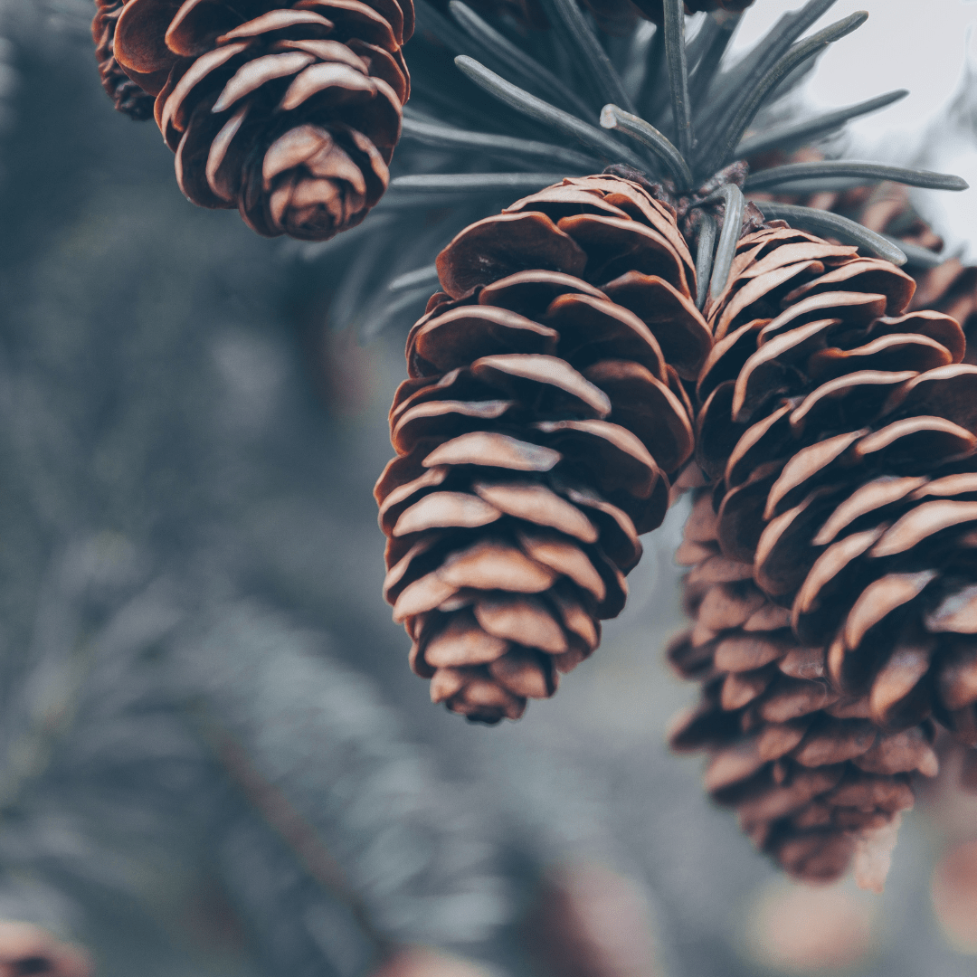 Fragrance Oil - Pine Tree