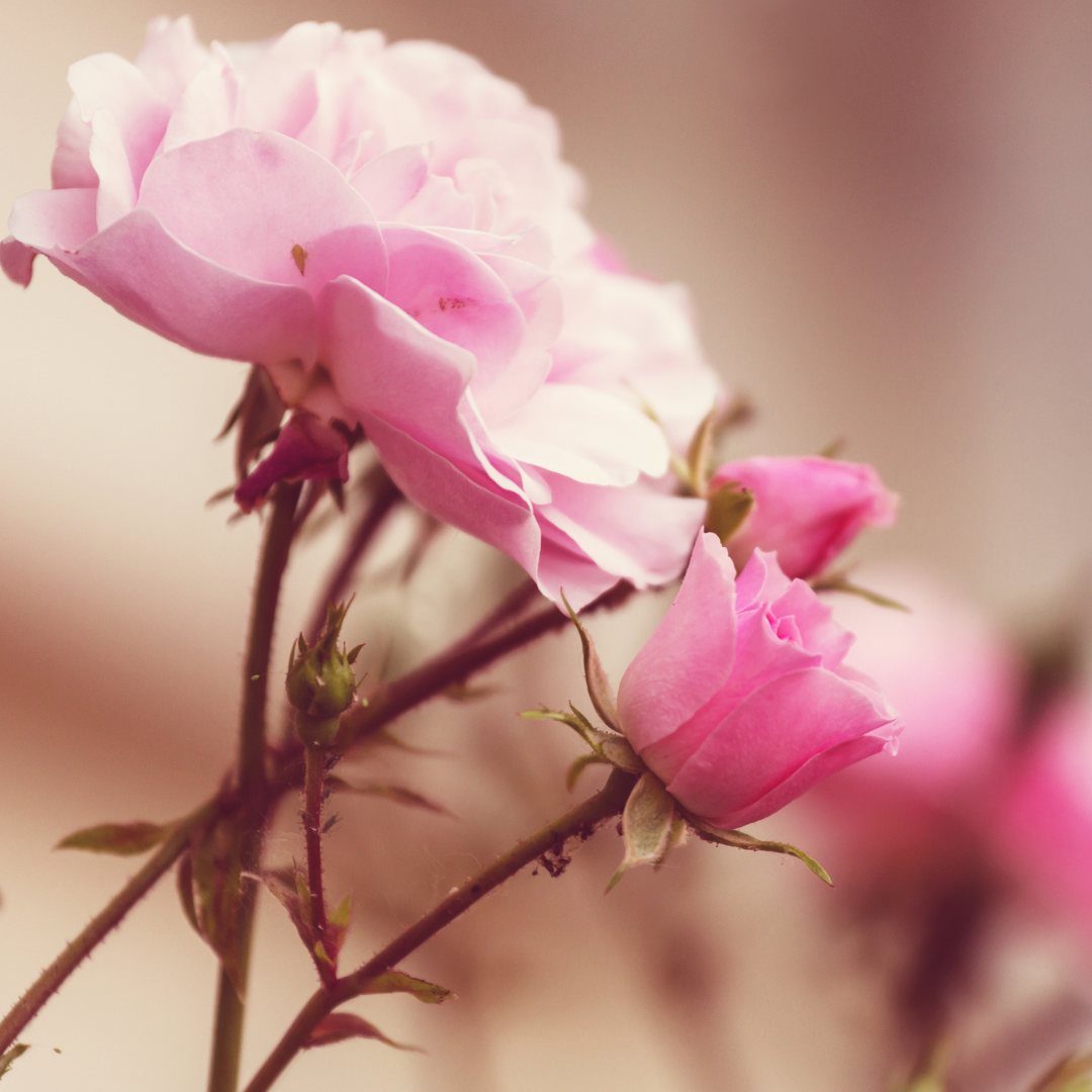 Fragrance Oil - Si Type