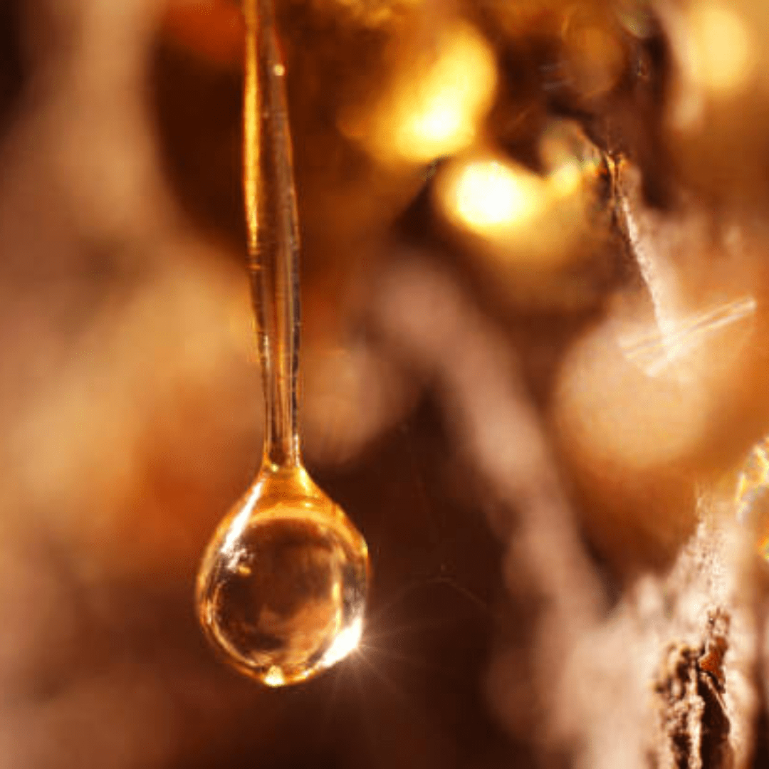 Amber liquid falling from tree bark