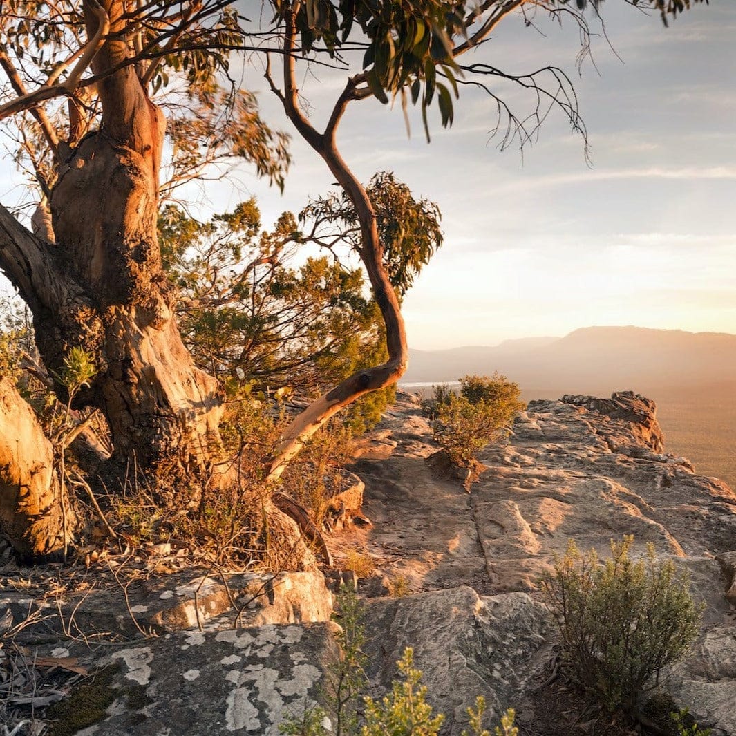 Australian Bushland scenery at dusk