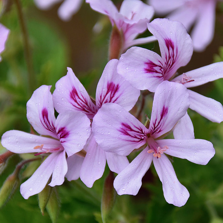 Fragrance Oil - Egyptian Geranium & White Musk