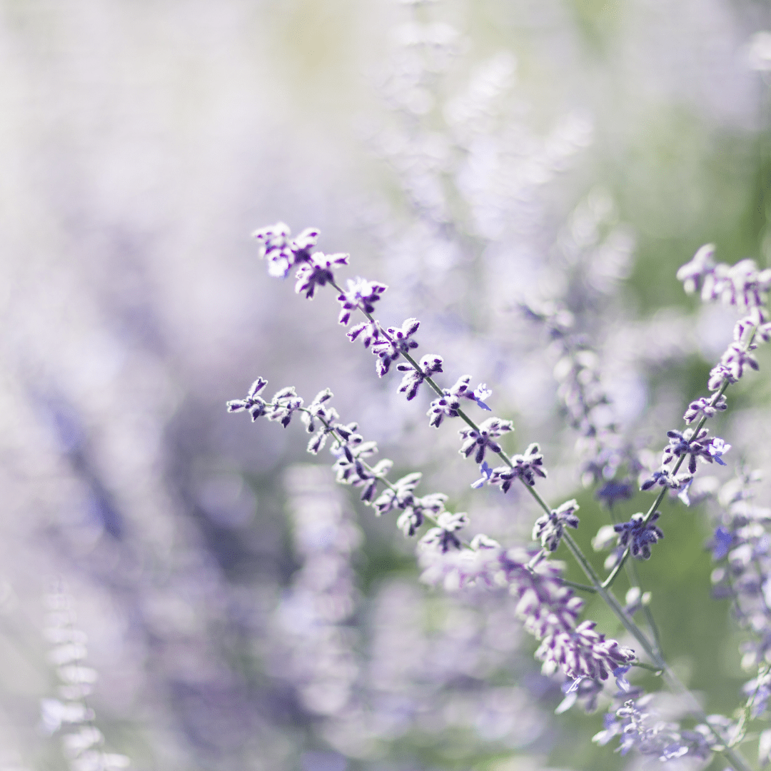 English Lavendar field