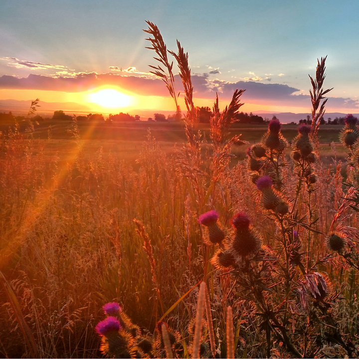 Fragrance oil - Fresh Hay & Patchouli