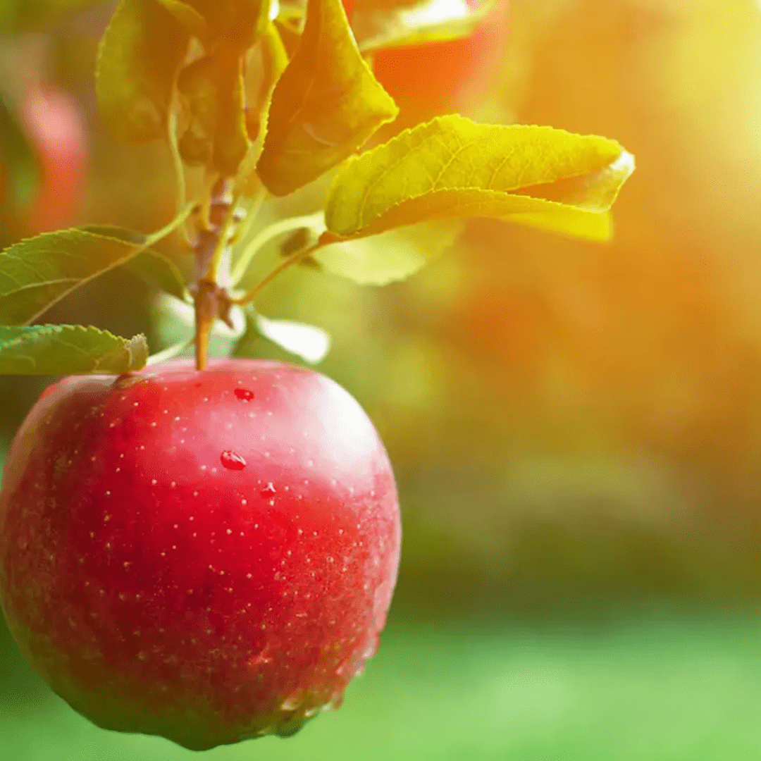 Picture of red apple hanging from tree