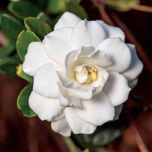 Close up of white gardenia flower