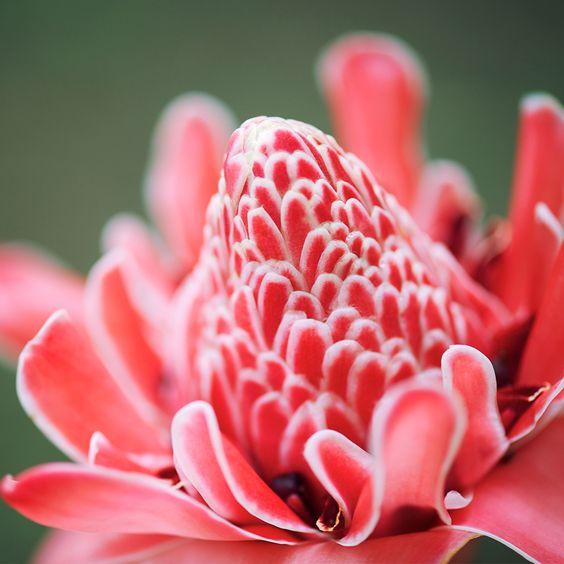 Close up of pink ginger flower