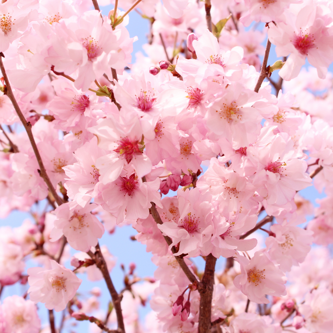 Fragrance oil - Japanese Cherry Blossom