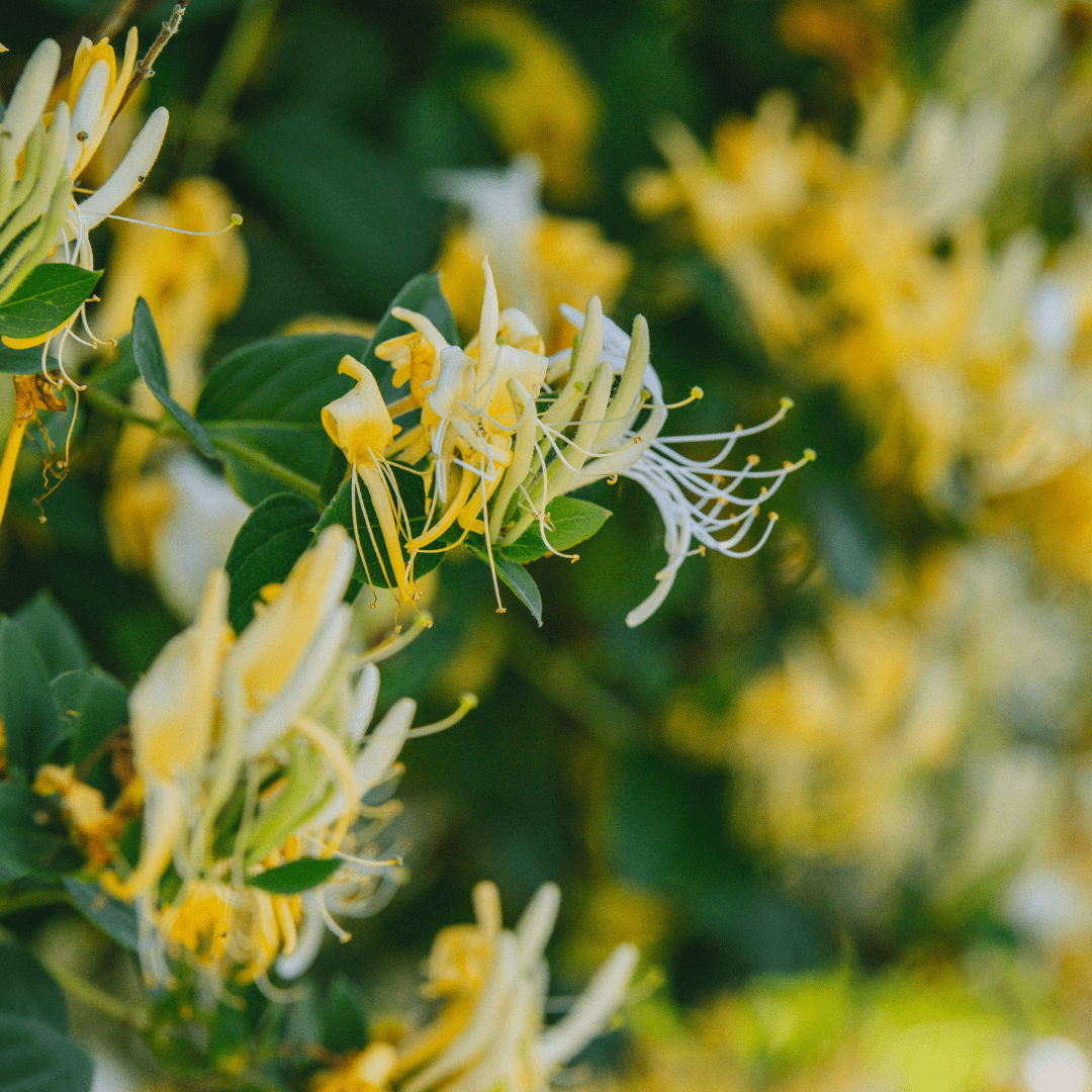 Close up of japanese honeysuckle flowers