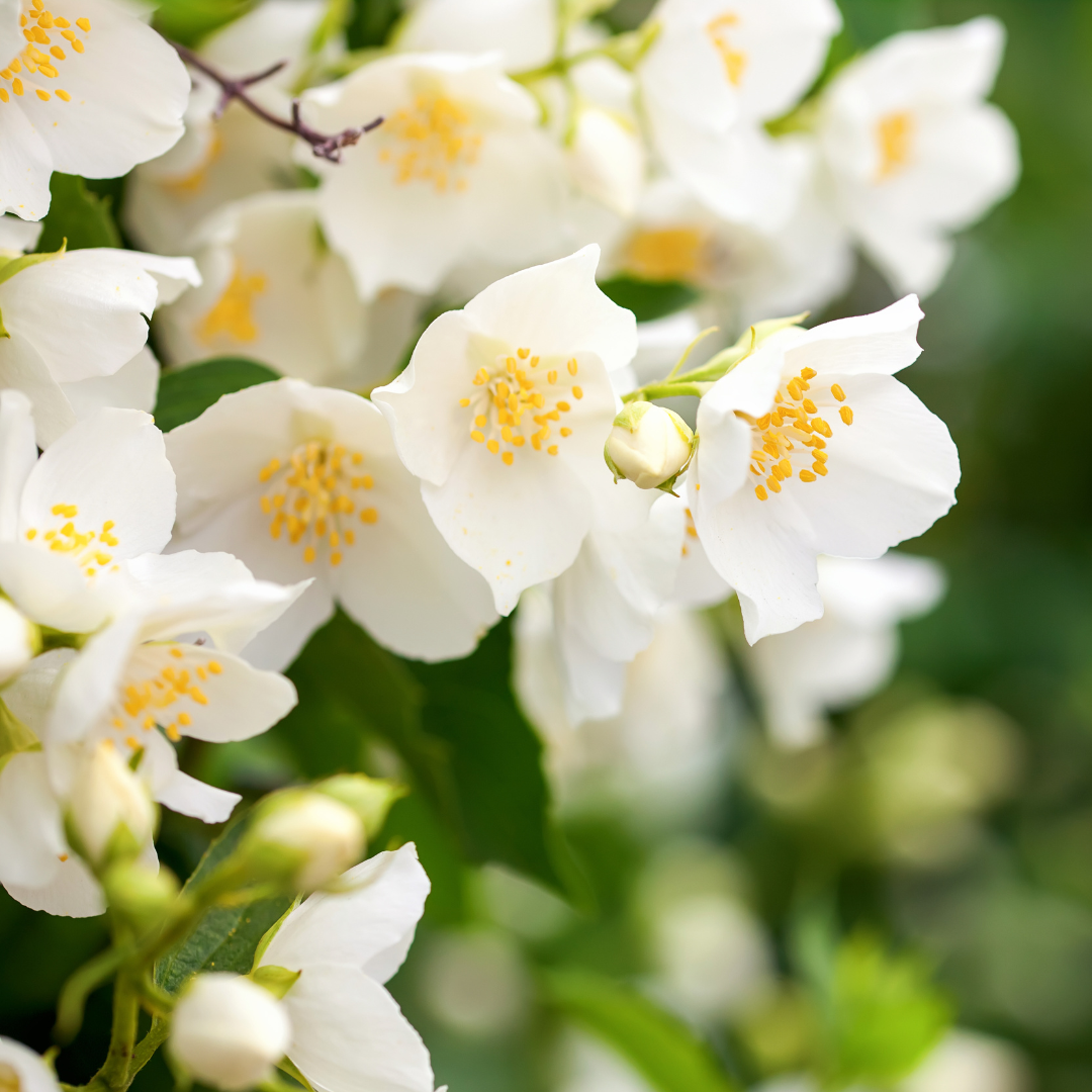 bunch of jasmine flowers in bloom on tree