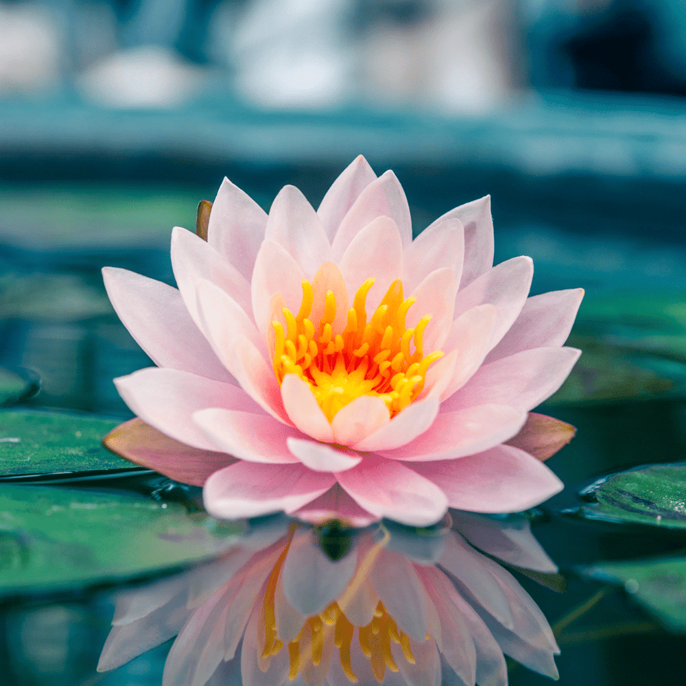 Kakadu Waterlily resting on top of leave in a lake