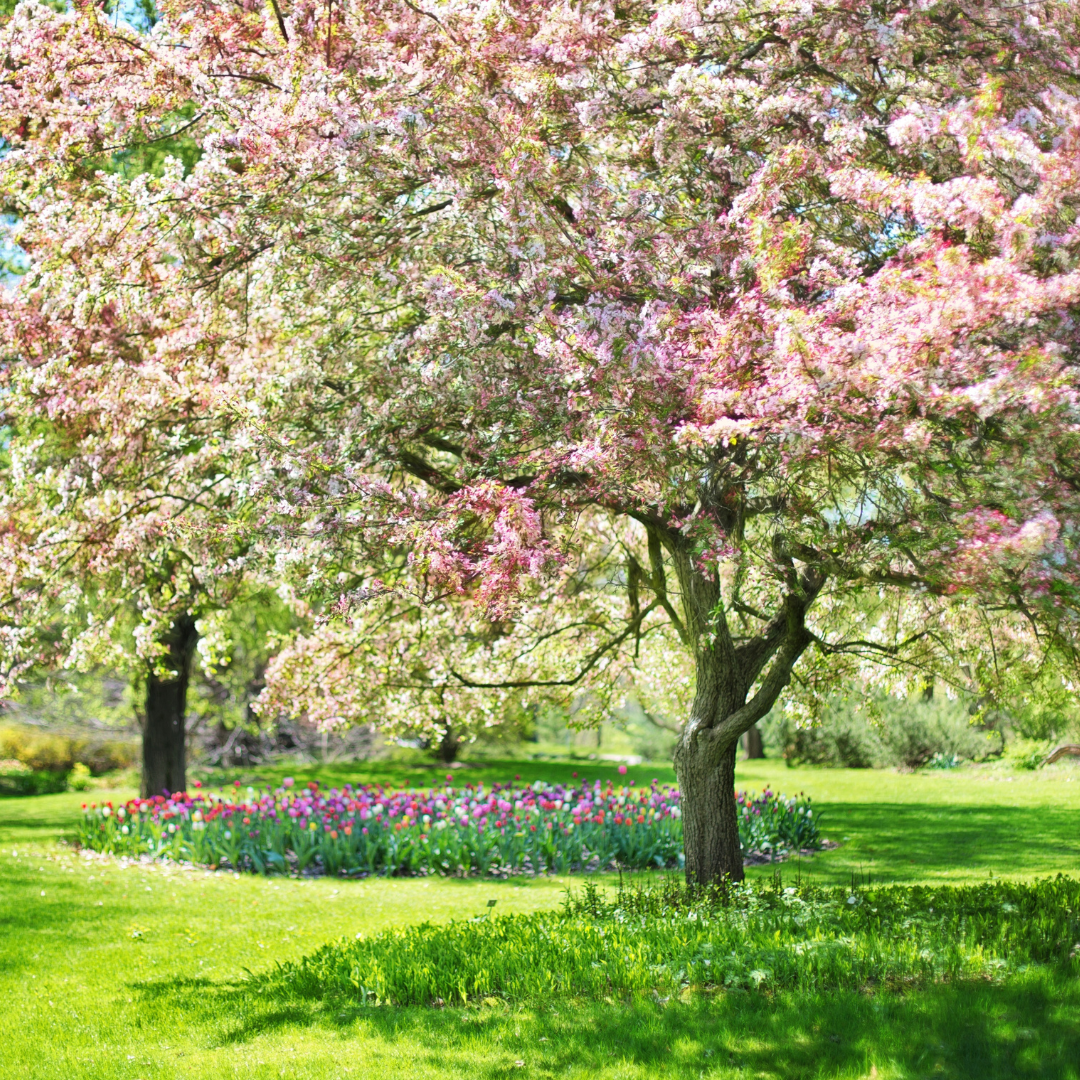 Garden of mixed florals with two large trees in full bloom