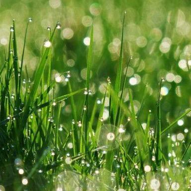 dewy grassy field