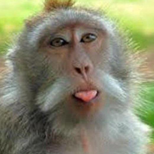 monkey with tongue sticking out