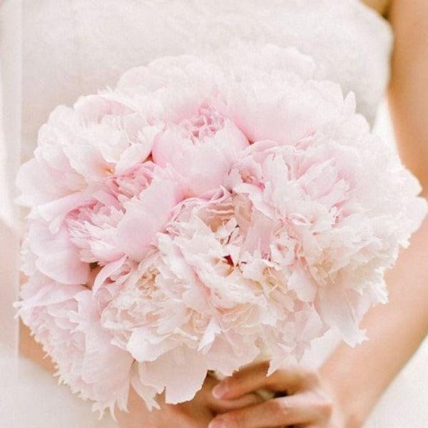 bouquet of peony flowers