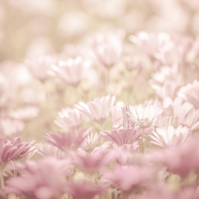 field of pink daisy flowers