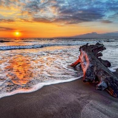 beach at sunset with large driftwood piece at shoreline