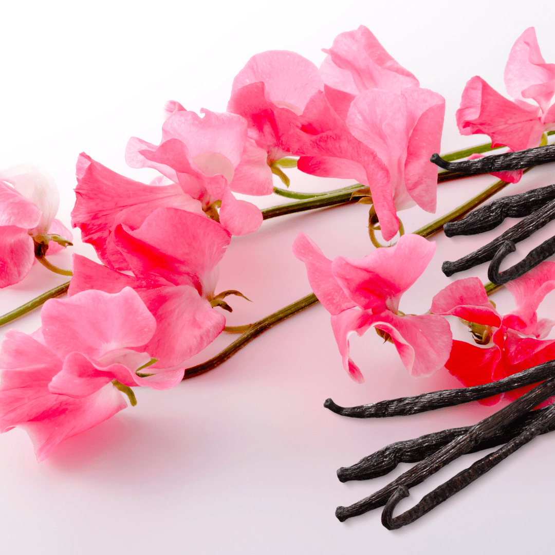 sweet pea pink floral stems with vanilla bean quills