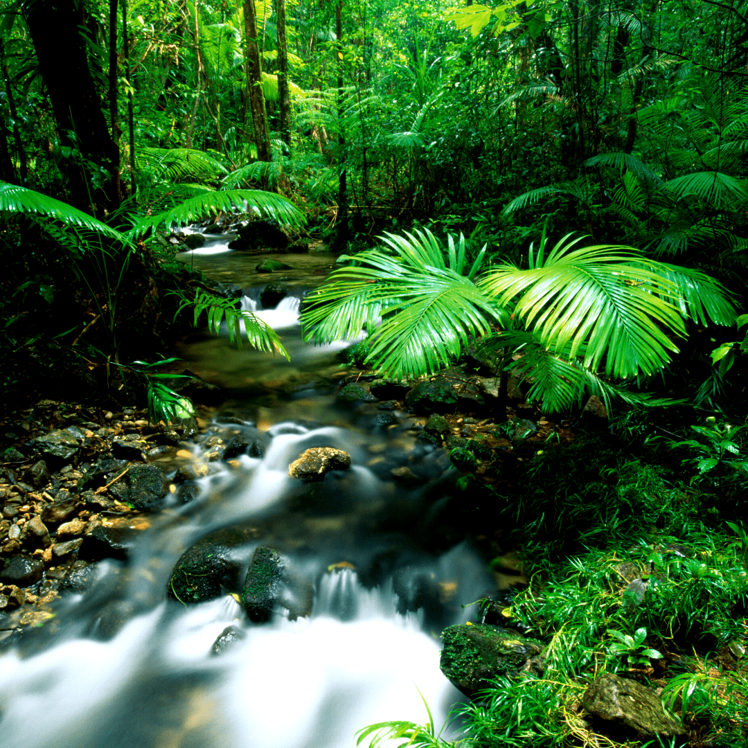 The Daintree Rainforest with green palm trees and water running through a rocky canal