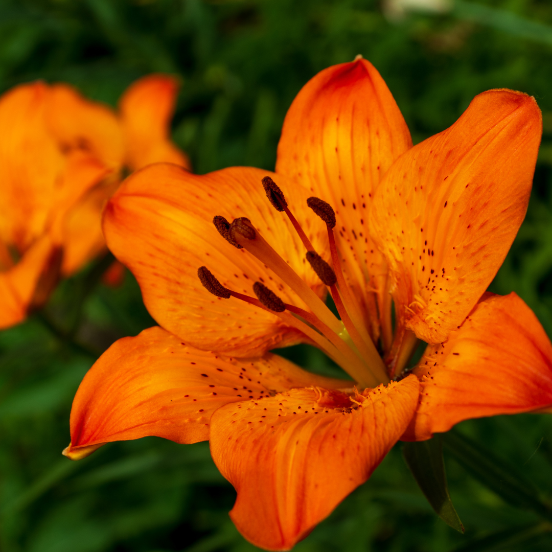 Close up image of a tigerlily flower