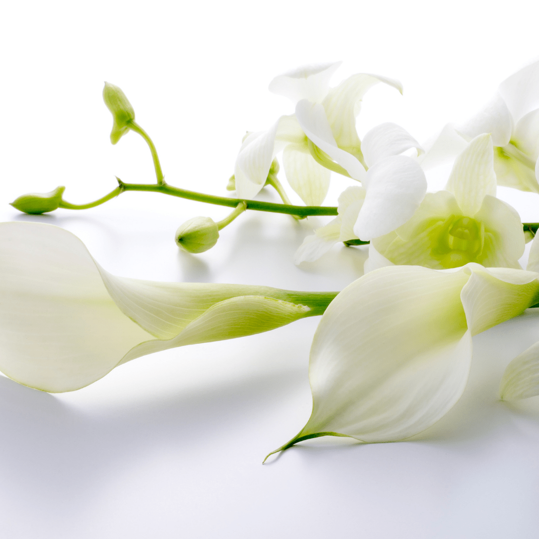 stems of white orchids & white lillies