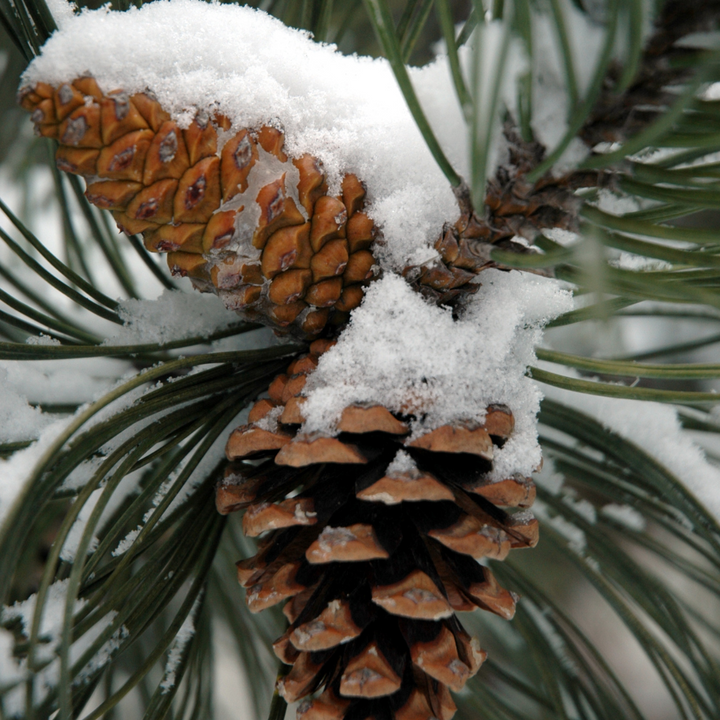 Fragrance oil - Winter Pine